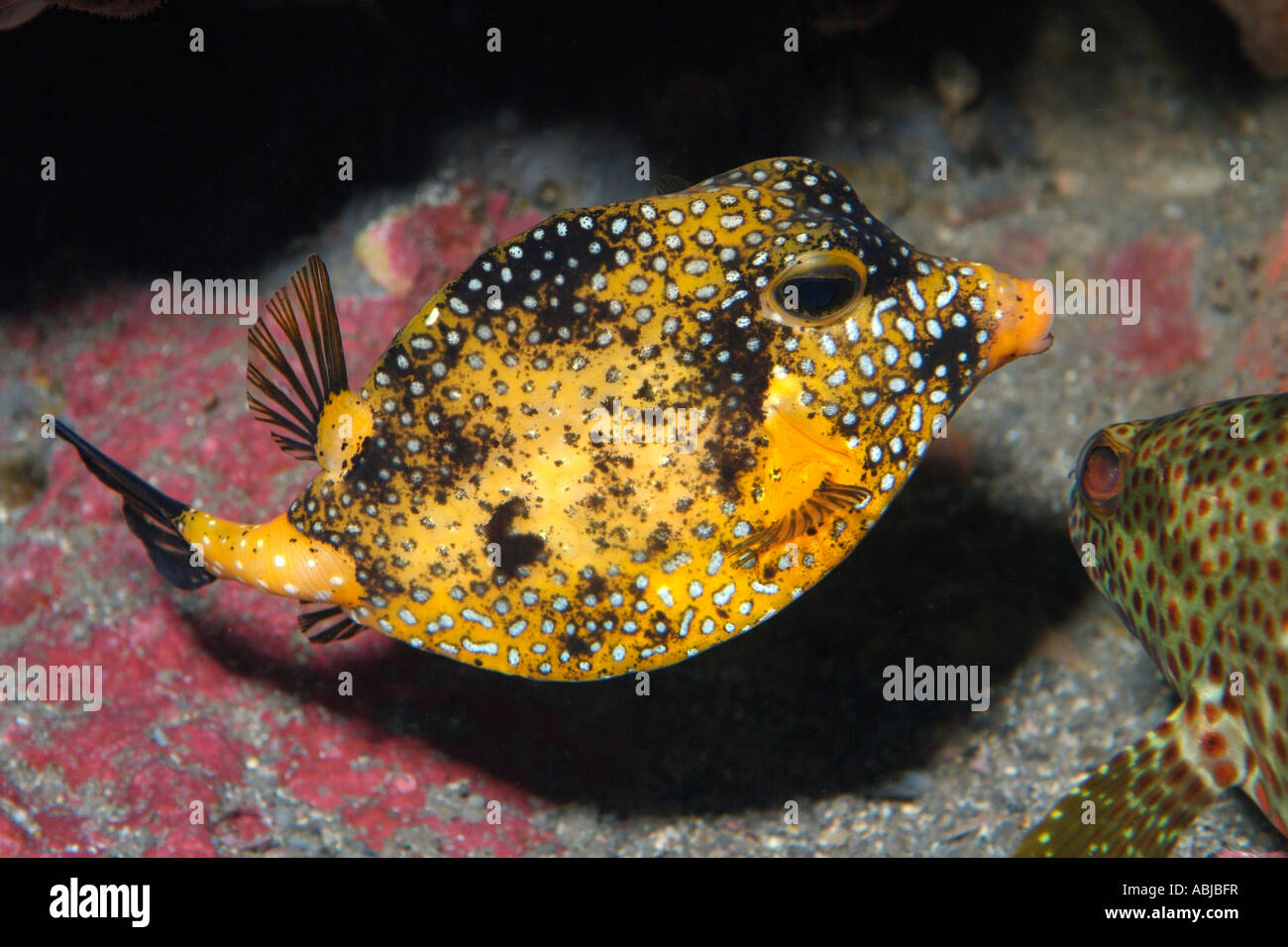 Spotted boxfish in Stetson Bank in the Gulf of Mexico off Texas Stock Photo