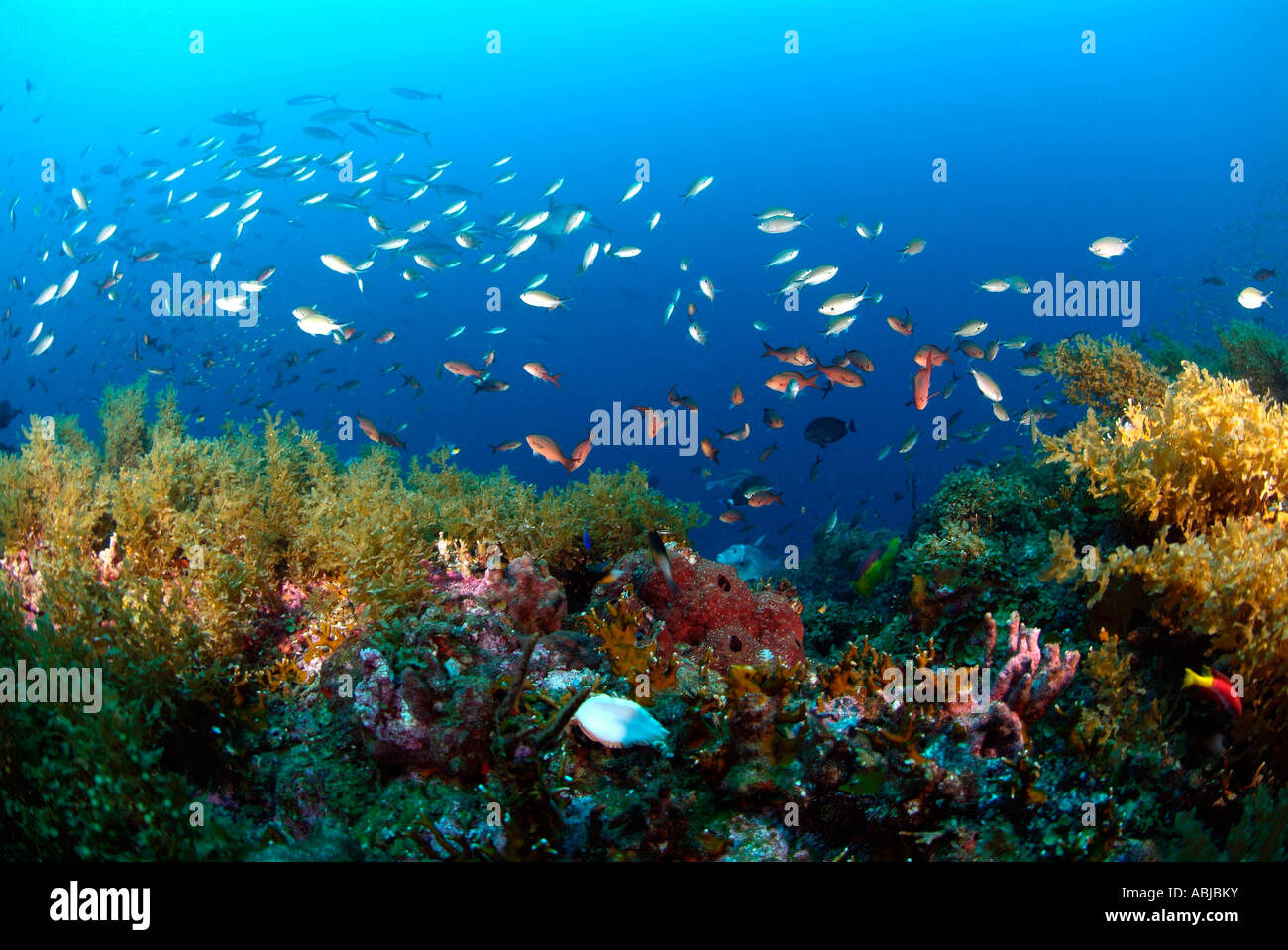 Page 13 Chromis Fish High Resolution Stock Photography And Images Alamy Page 13 Chromis Fish High Resolution Stock Photography And Images Alamy