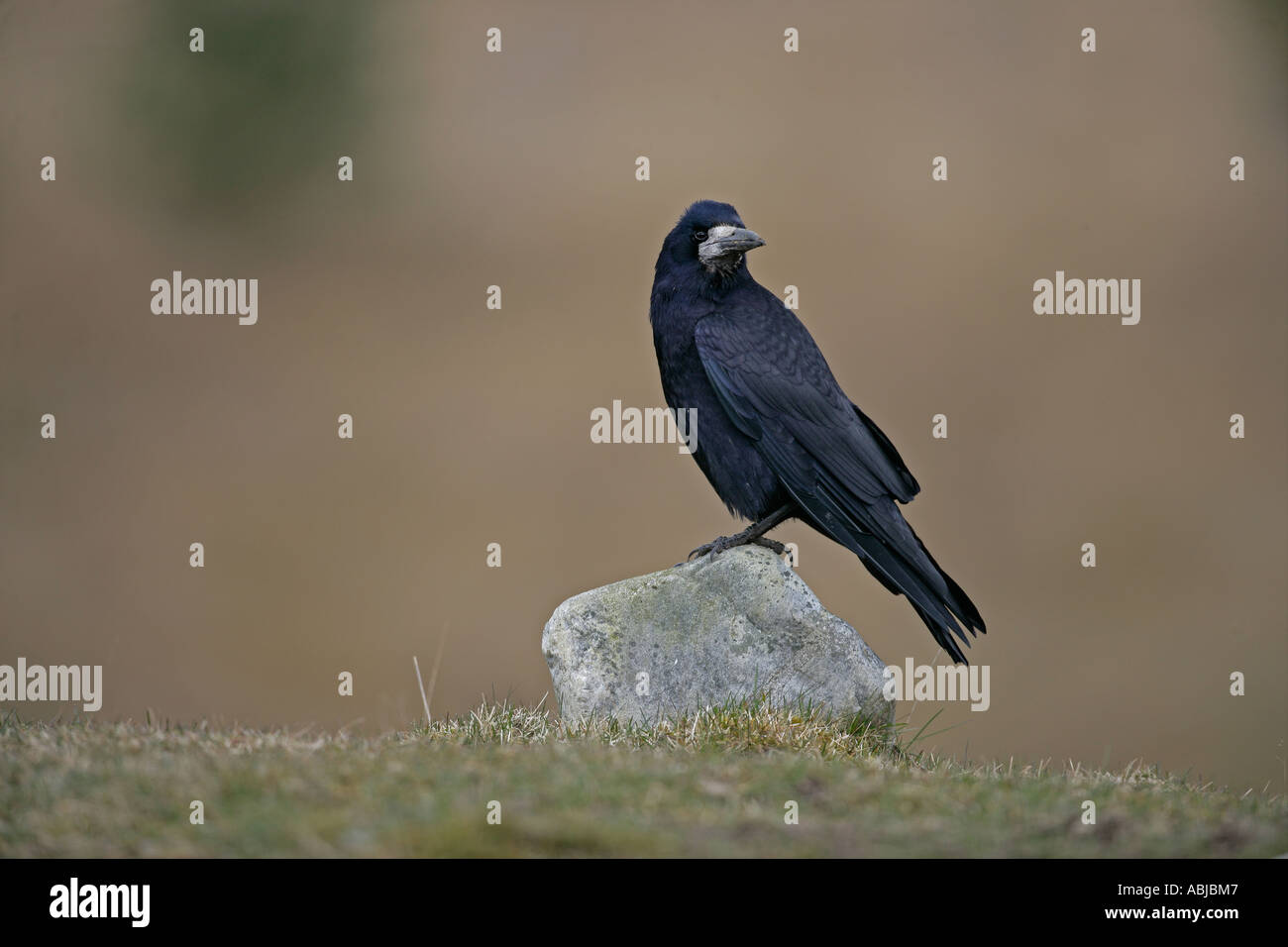 Rook scotland hi-res stock photography and images - Alamy