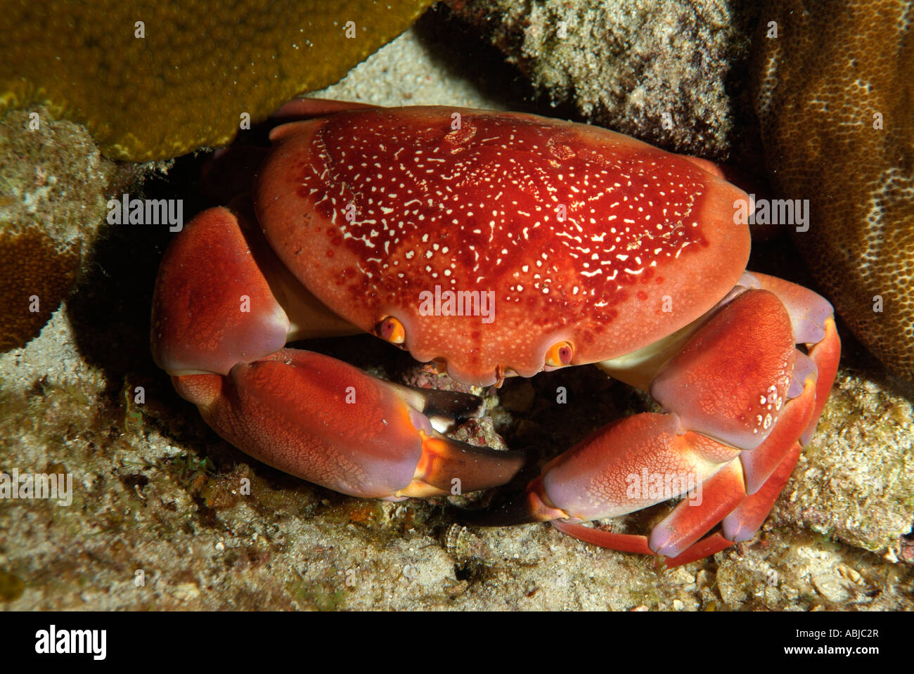 Batwing coral crab in the Gulf of Mexico off Texas Stock Photo