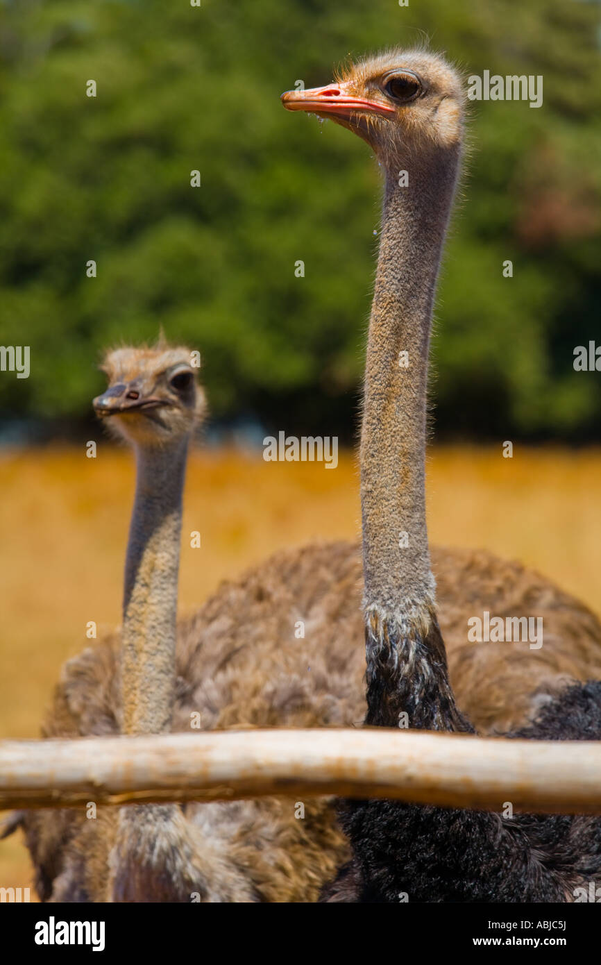 Two ostrich birds in Safari site on Brioni islands, Veliki Brijun, Croatia Stock Photo