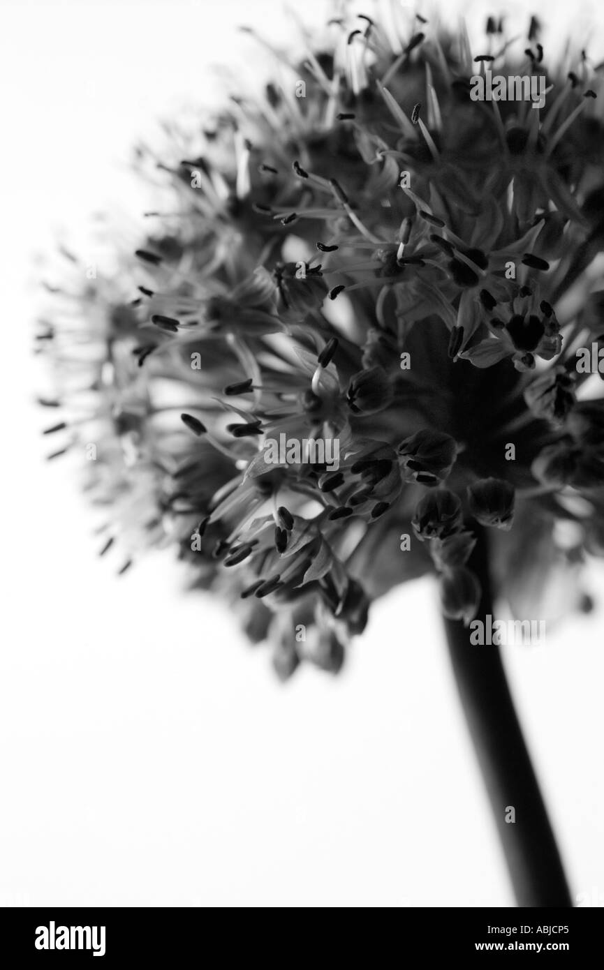 Allium Black and White Stock Photos & Images - Alamy