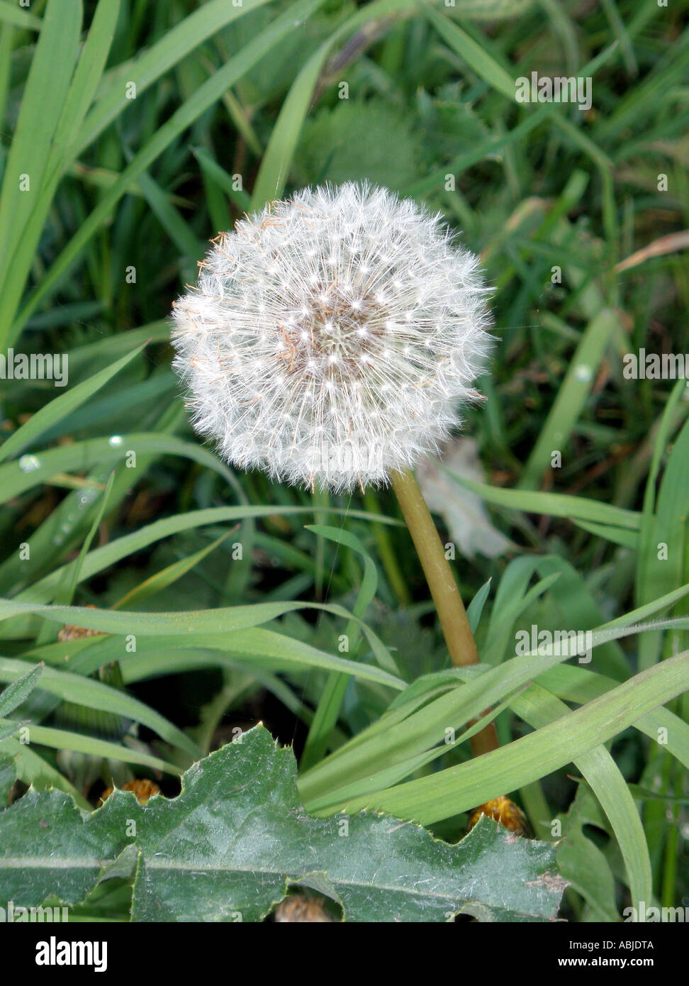 Fluffy dandelion globe hi-res stock photography and images - Alamy