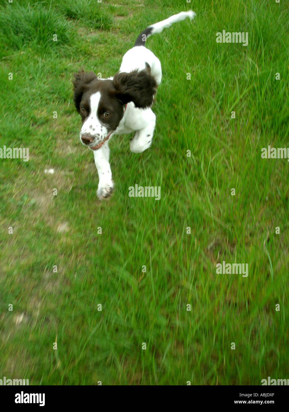 Springer Spaniel Rabbiting English springer spaniel on white hi-res stock photography and images ...