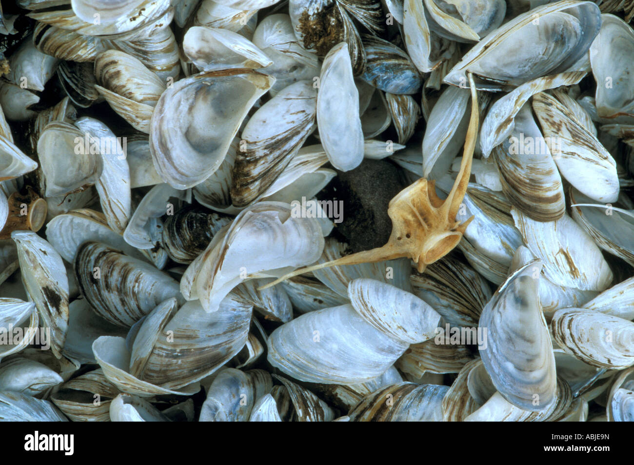 freshwater clam stock photos