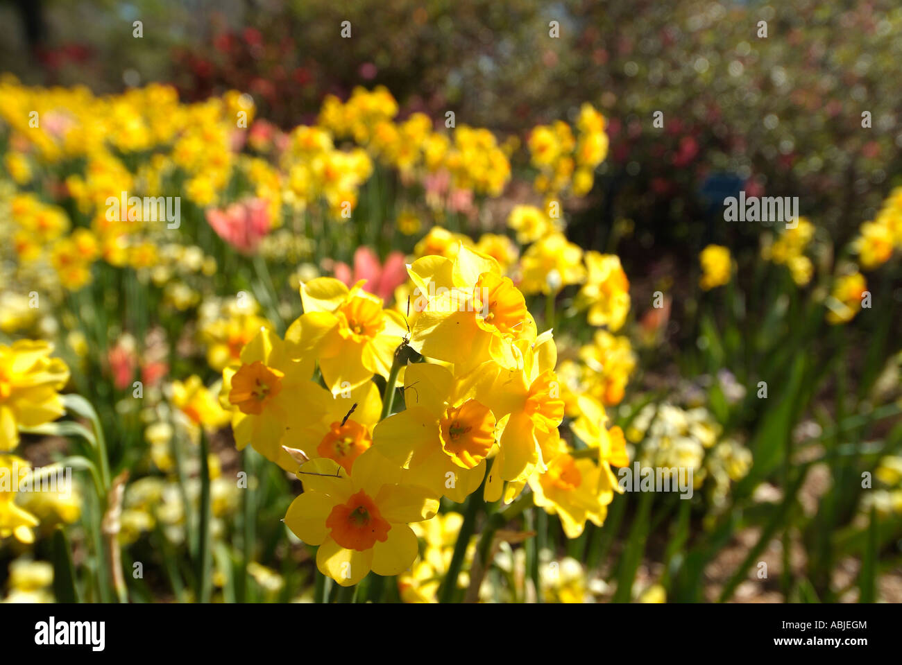 Field of daffodils in the Dallas Arboretum Park Stock Photo Alamy