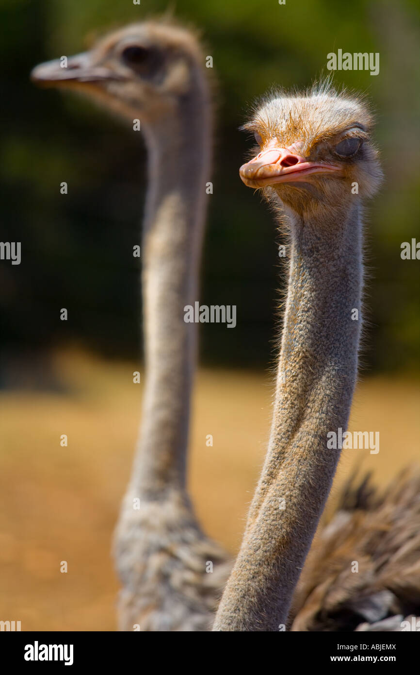 Pair of curious ostrich birds in Safari site on Brioni islands, Veliki Brijun, Croatia Stock Photo