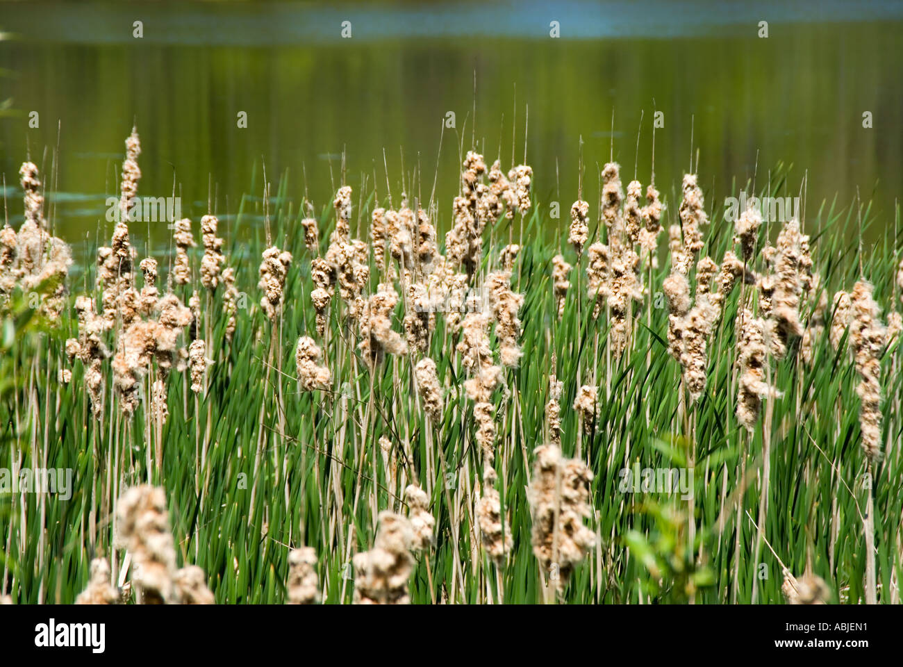 Cattails blooming Stock Photo: 7375056 Alamy