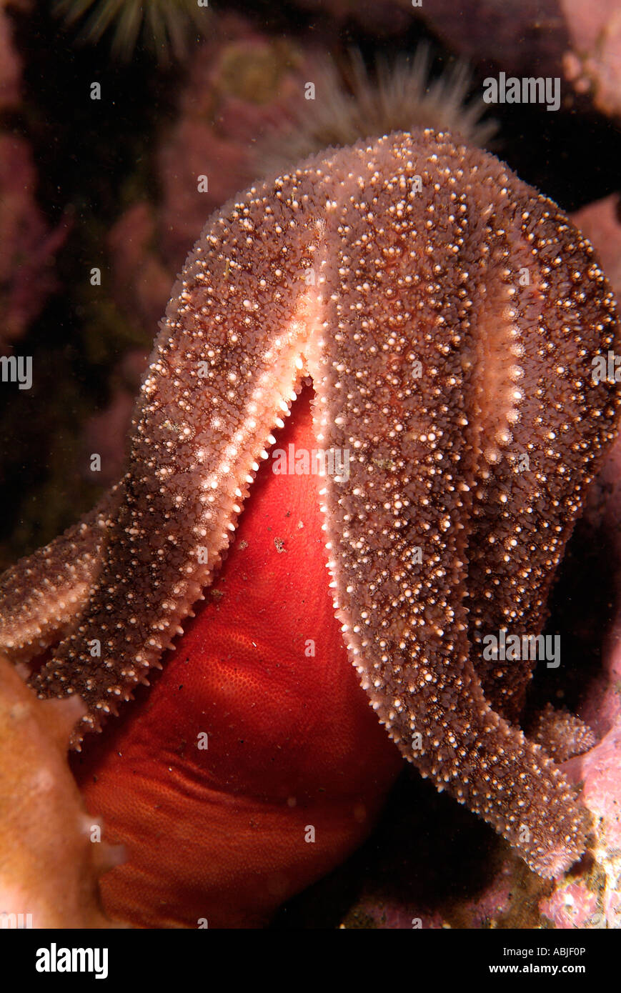 Polar sea star eating a sea peach in the Gulf of Saint Lawrence Stock