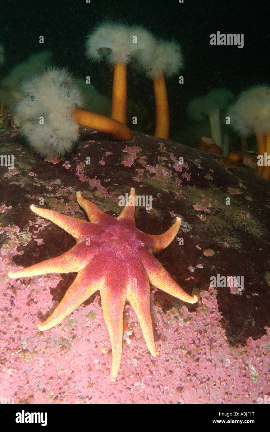 Purple sun star in the Gulf of Saint Lawrence, North Quebec Stock Photo