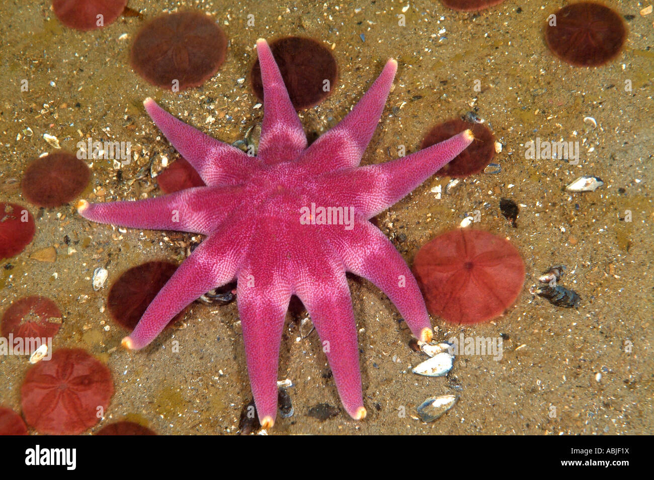 Purple sun star in the Gulf of Saint Lawrence, North Quebec Stock Photo