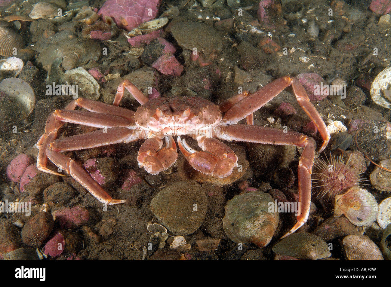 Snow crab in the Gulf of Saint Lawrence, North Quebec Stock Photo Alamy