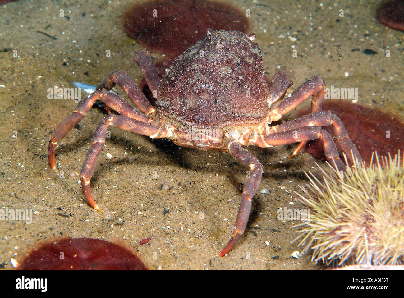 Snow crab fishing hi-res stock photography and images - Alamy