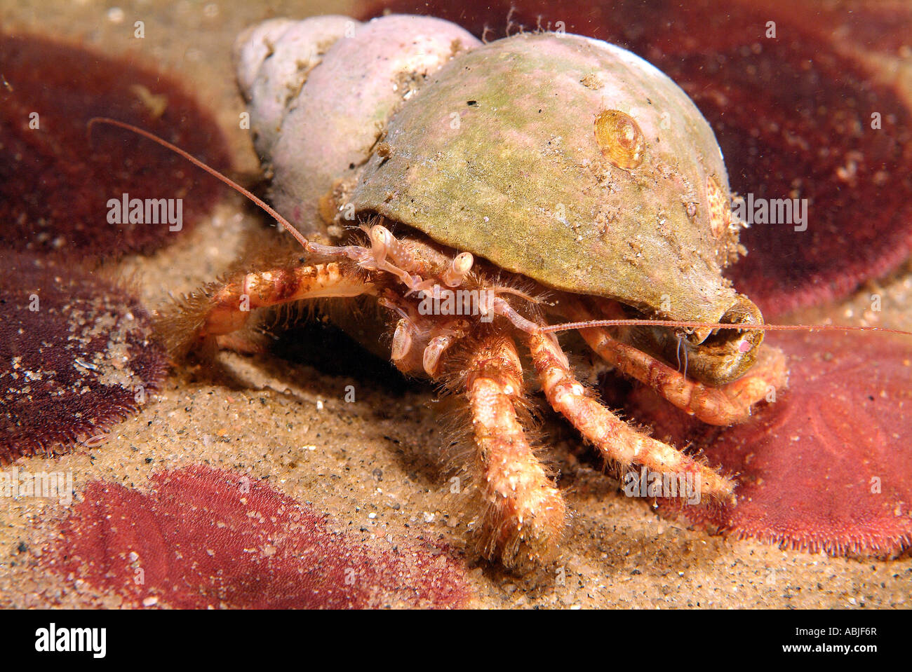 Hermit crab in the Gulf of Saint Lawrence, North Quebec Stock Photo