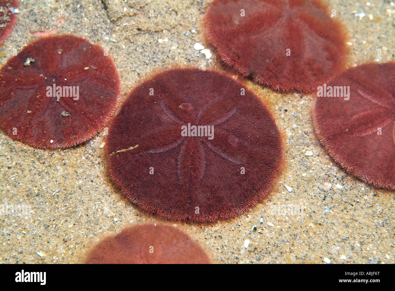 Sand dollars in the Gulf of Saint Lawrence, North Quebec Stock Photo