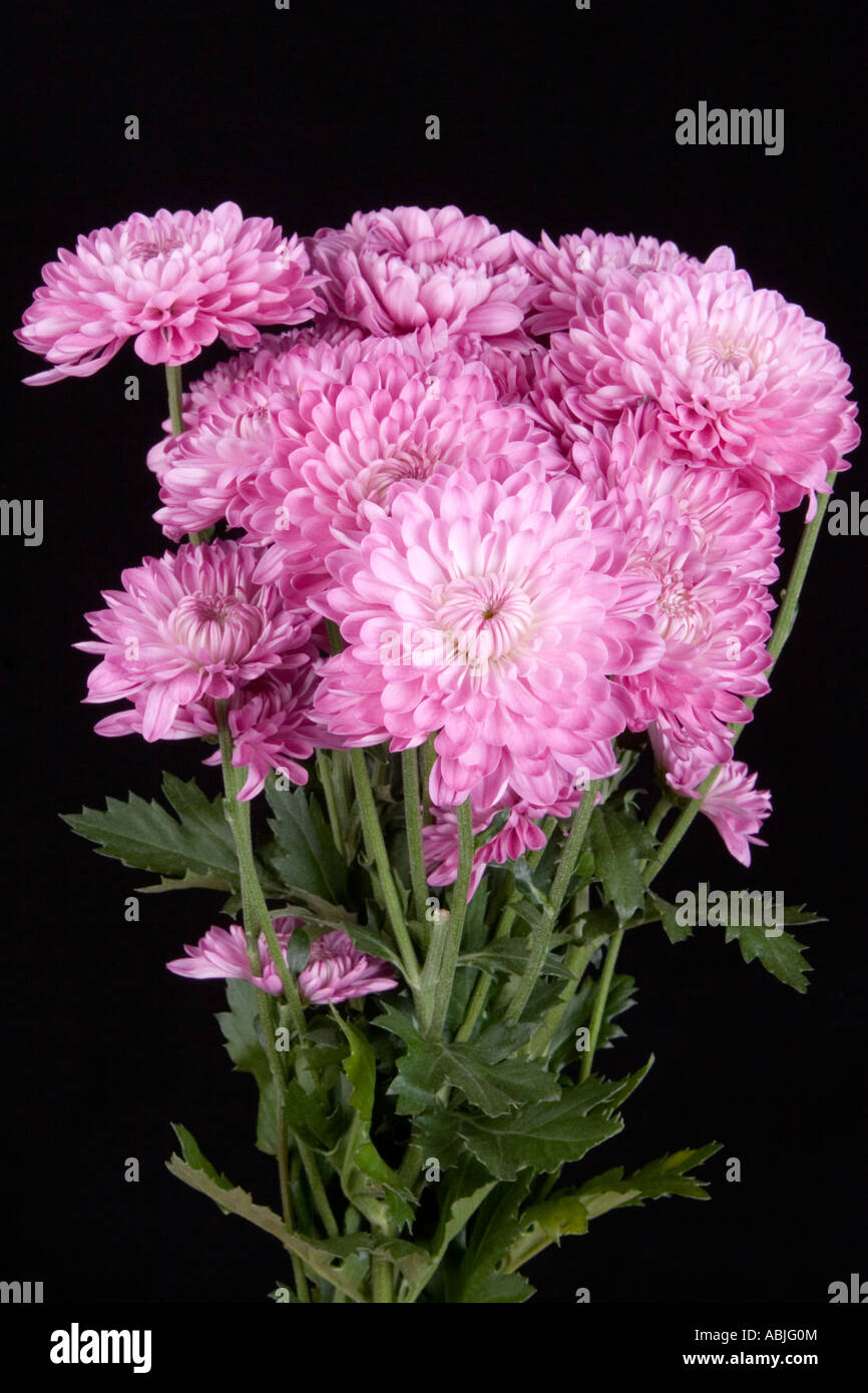 Chrysanthemum hybrid hi-res stock photography and images - Alamy