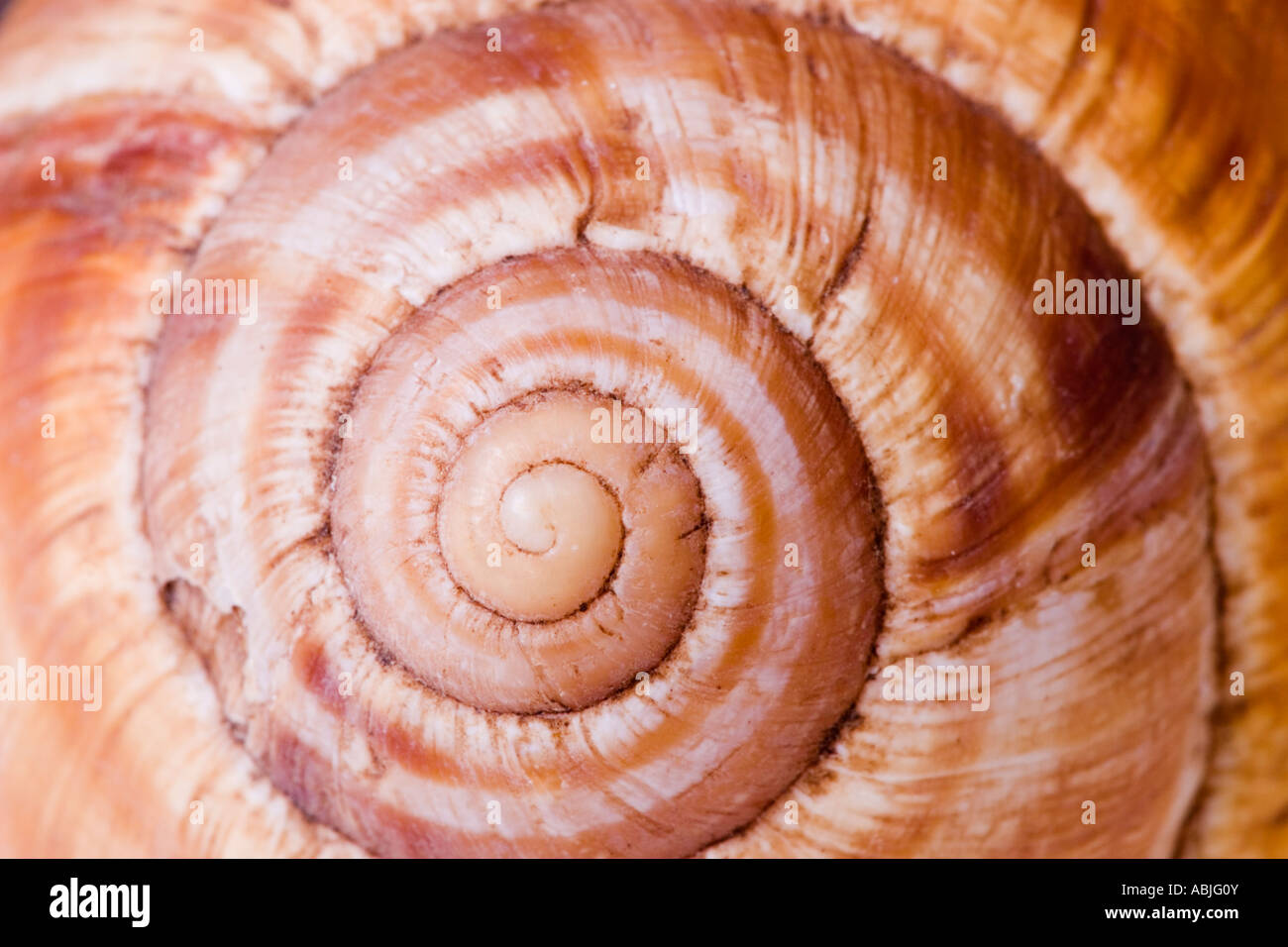 Seashell closeup hi-res stock photography and images - Alamy