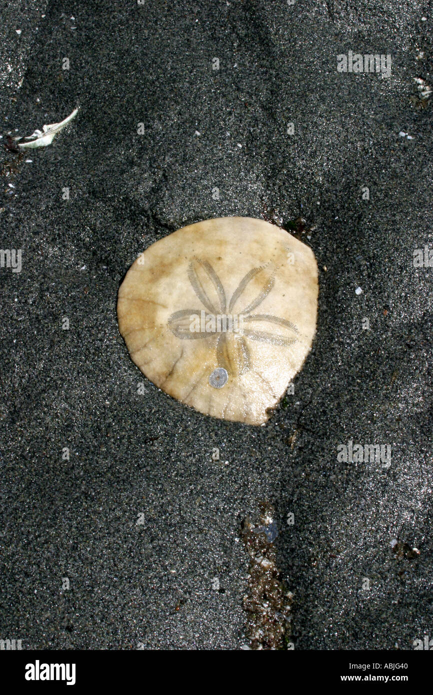 Dendraster excentricus hi-res stock photography and images - Alamy