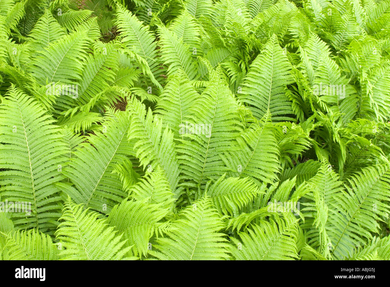 Triangular Blade Fern Triangle pattern hi-res stock photography and images - Alamy