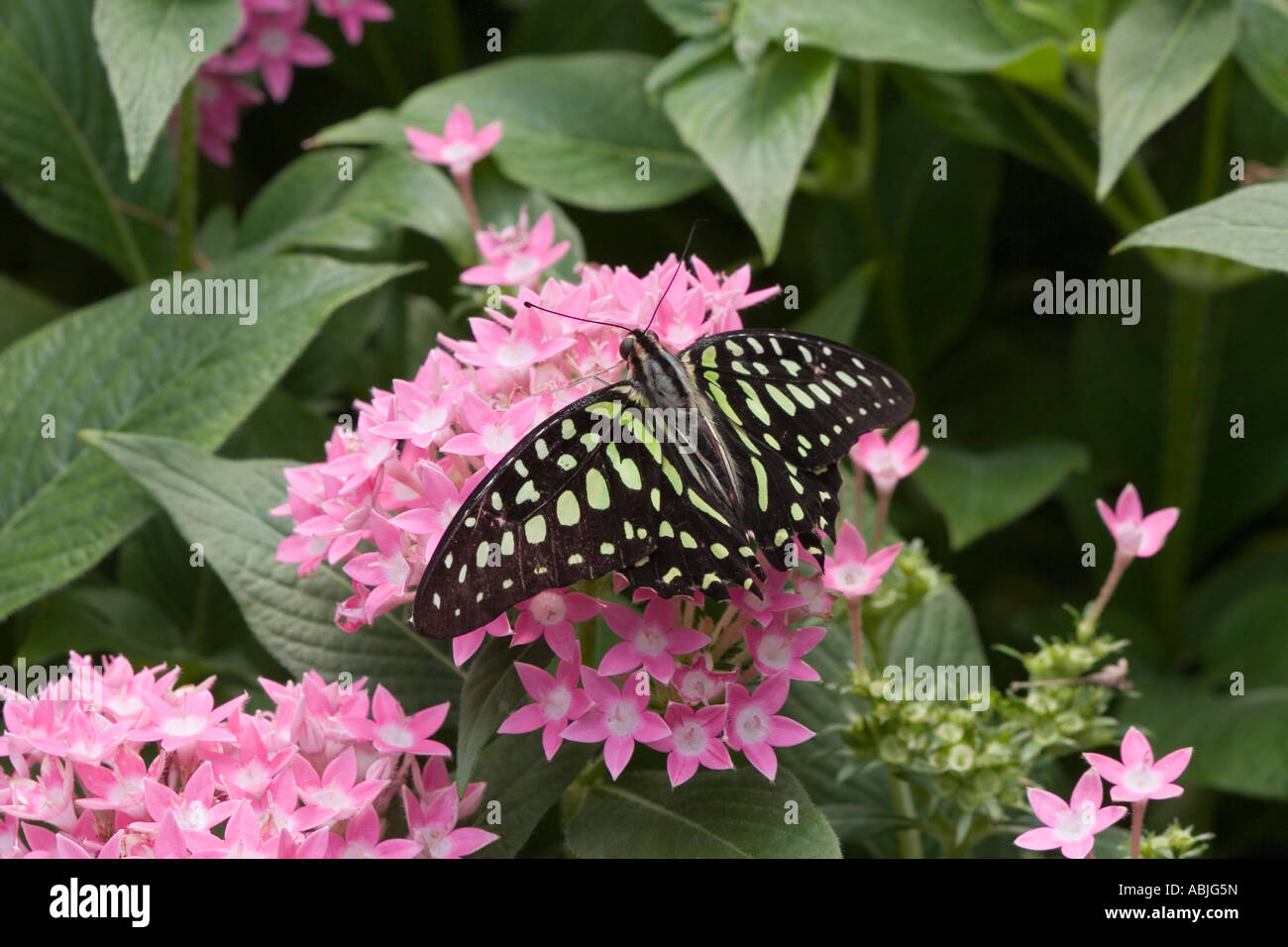 Tropical swallowtail, sometimes known as a "Christmas butterfly" as populations tend to peak at that time of the year Stock Photo