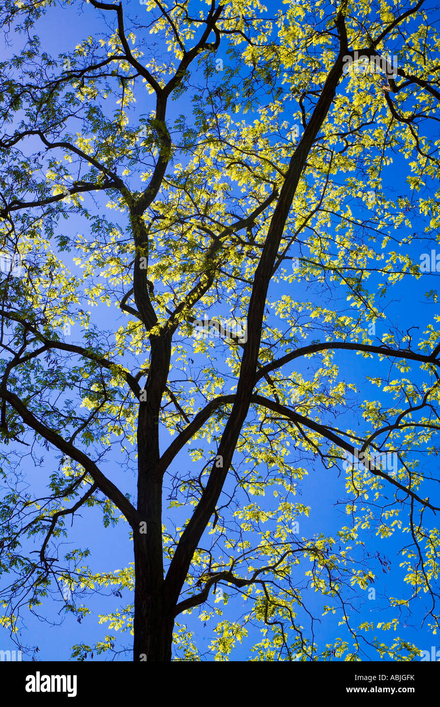 spring time Stock Photo