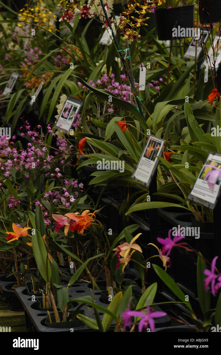 Image orchids hi-res stock photography and images - Alamy