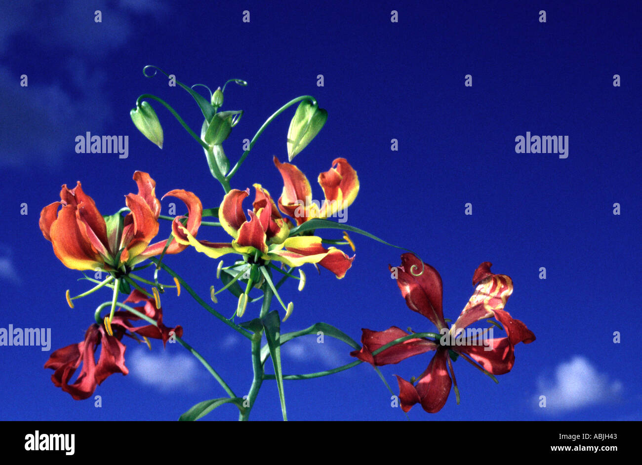 Flame Lily, Gloriosa superba Stock Photo