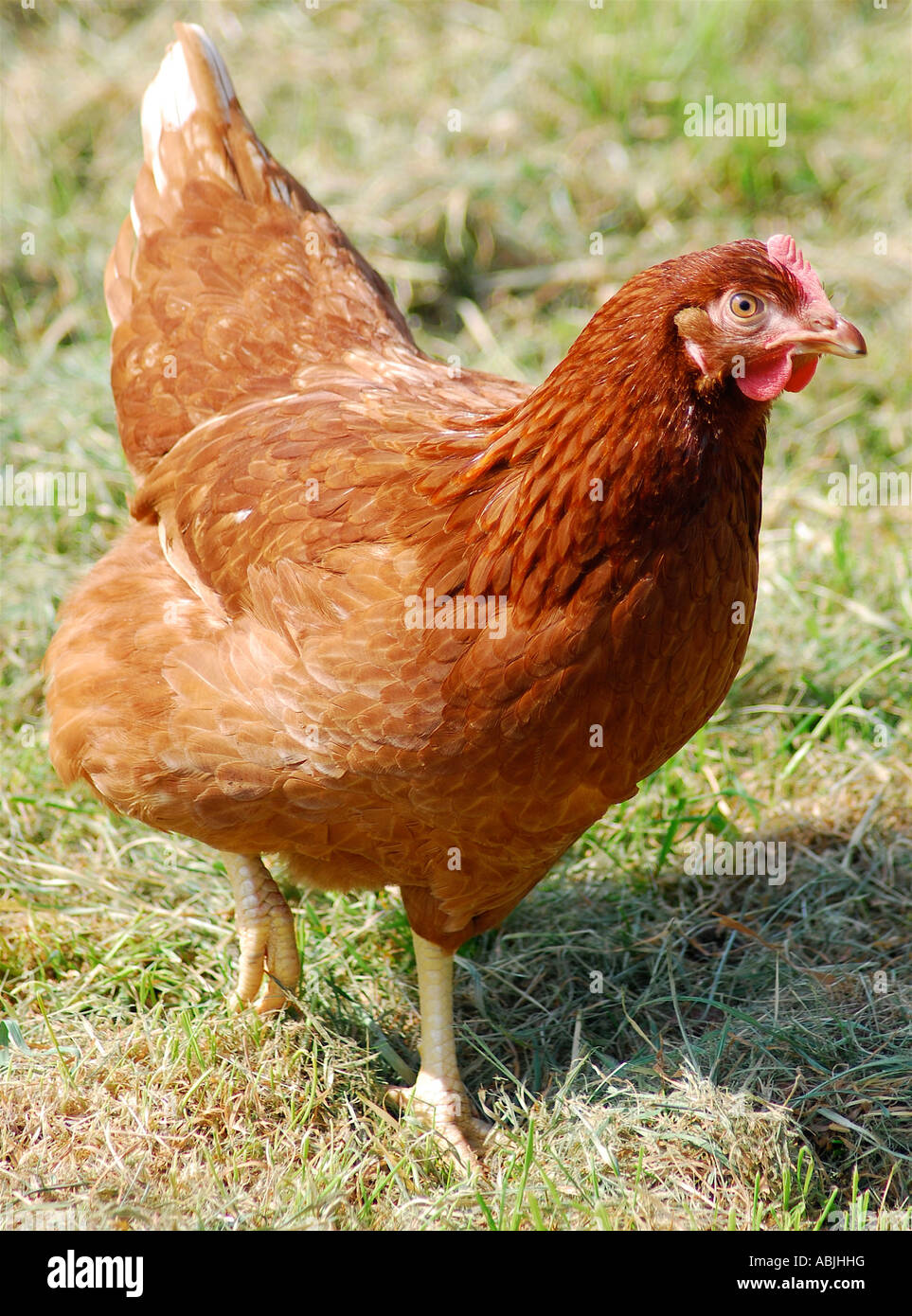 A Hen. Picture by Paddy McGuinness paddymcguinness Stock Photo