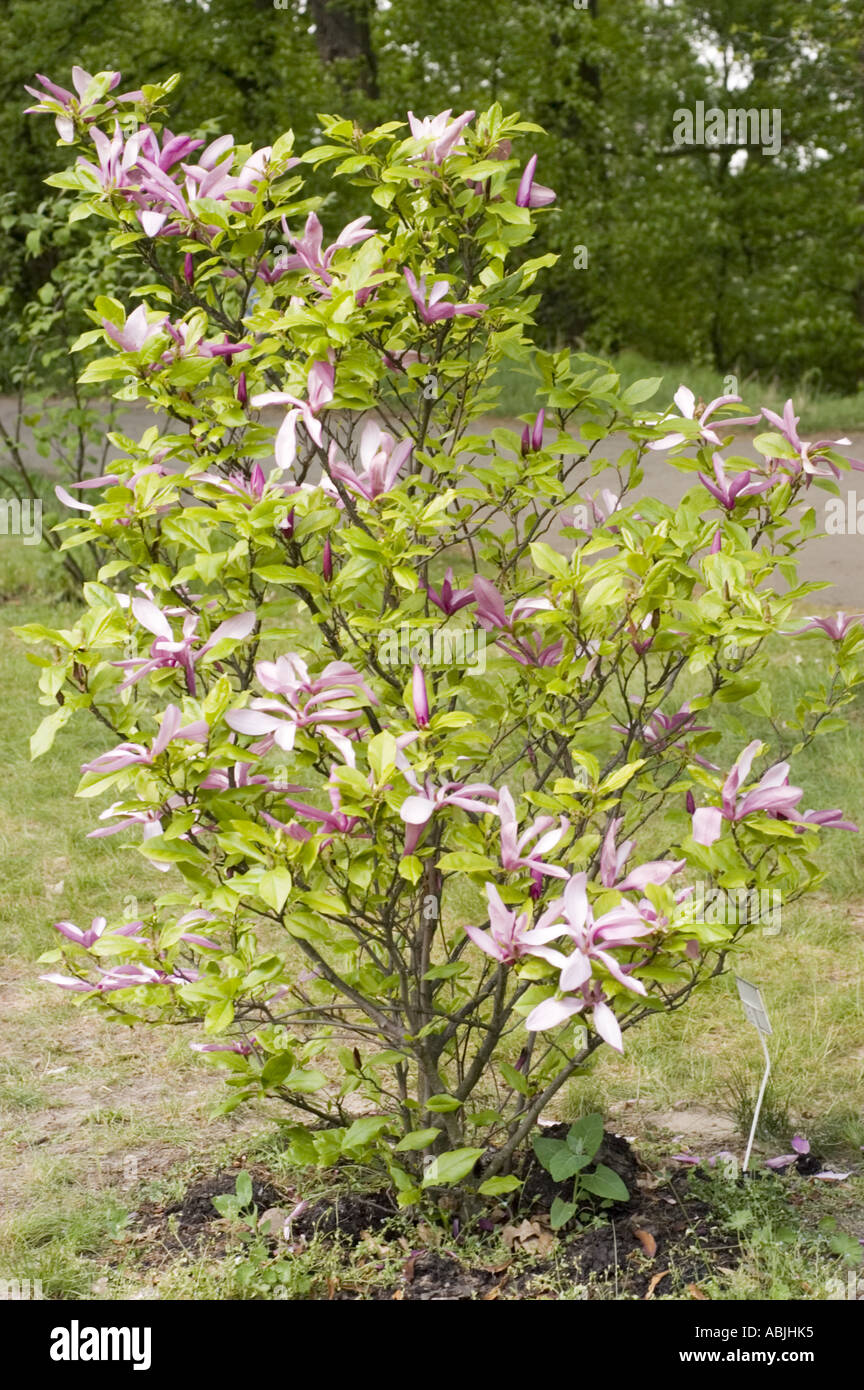 tulip tree or tulip bush Magnoliaceae Magnolia liliflora Susan Stock Photo
