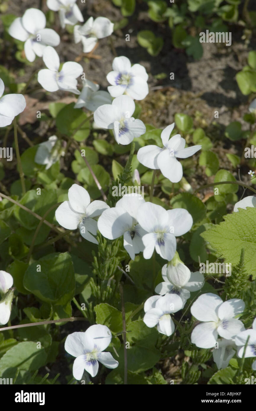 White flowers of Northern Blue Violet Violaceae Viola septentrionalis Alba Stock Photo