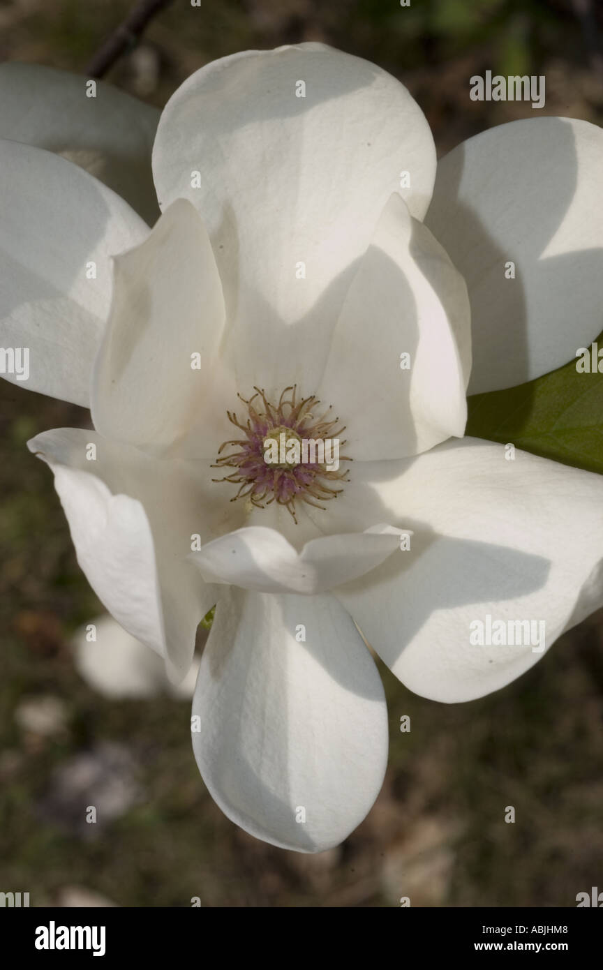 White magnolia flowers from tulip tree or tulip bush Magnoliaceae Magnolia liliflora Stock Photo