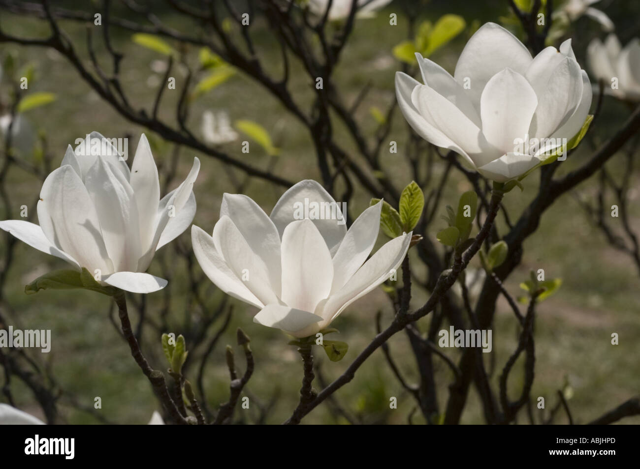 White Magnolia Flowers From Tulip Tree Or Tulip Bush Magnoliaceae Stock Photo Alamy