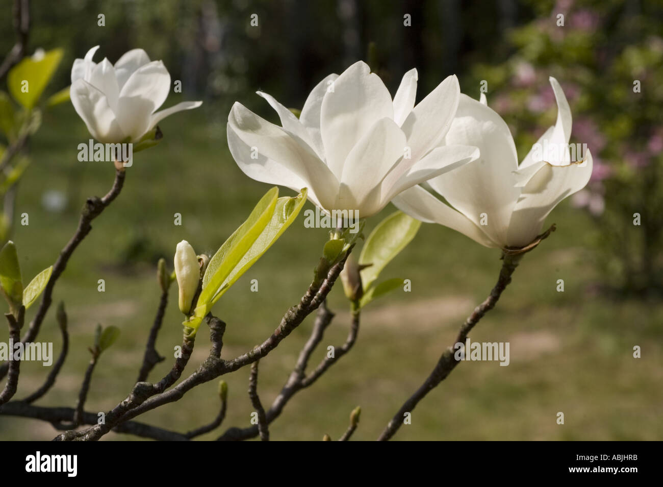 White magnolia flowers from tulip tree or tulip bush Magnoliaceae Magnolia liliflora Stock Photo