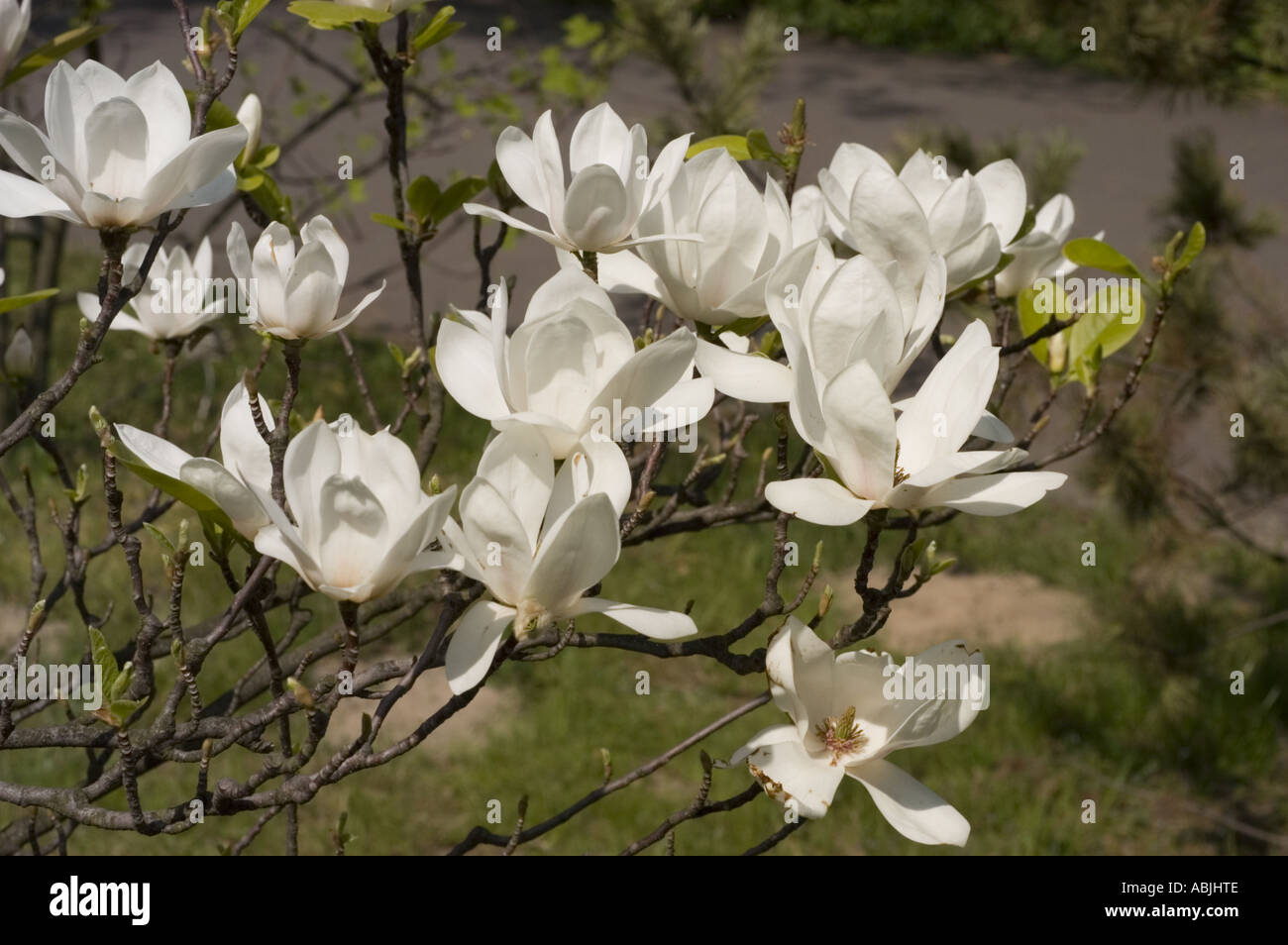 White magnolia flowers from tulip tree or tulip bush Magnoliaceae Magnolia liliflora Stock Photo