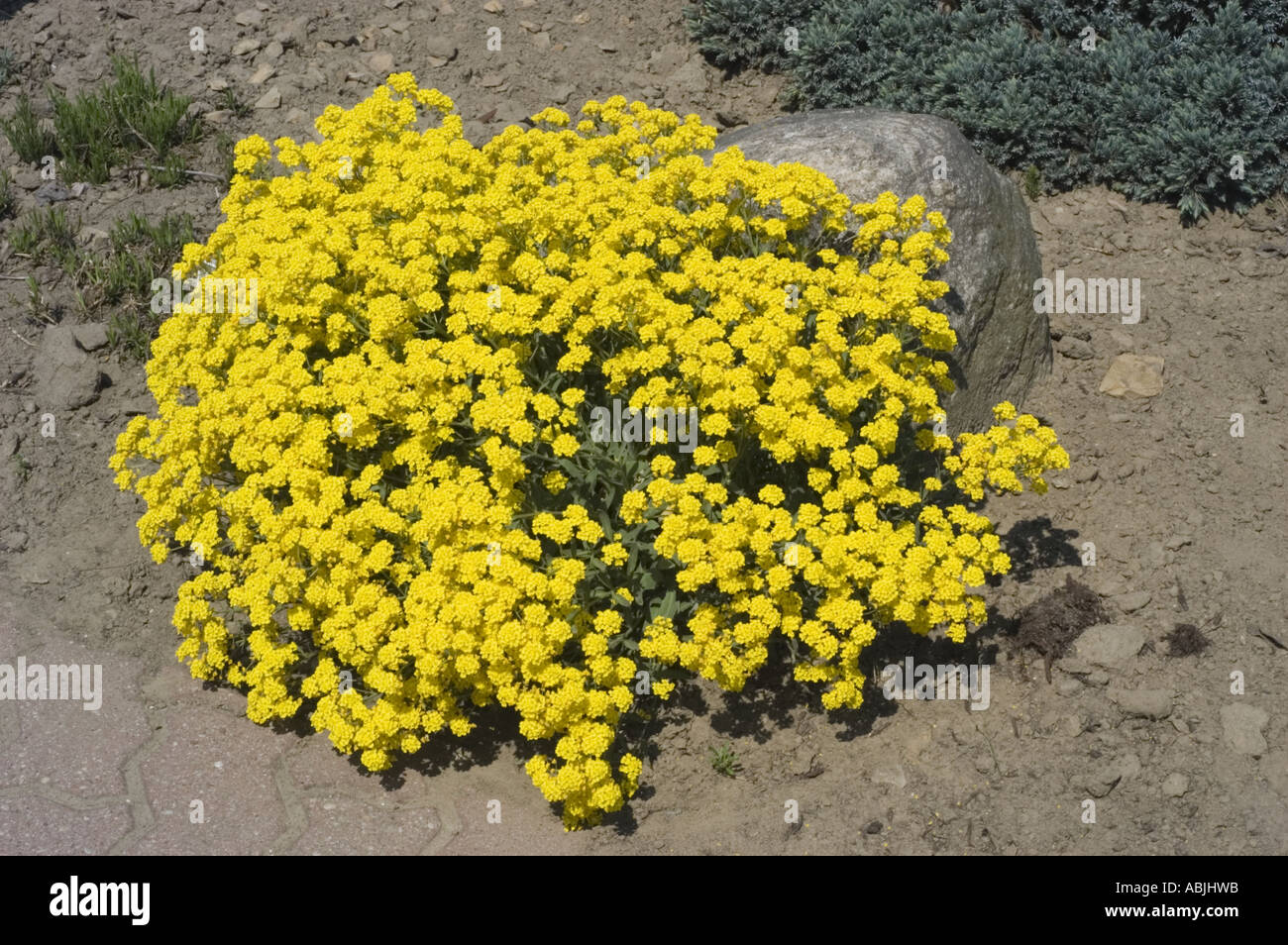Yellow flowers of Basket of gold Brassicaceae Alyssum saxatile Stock