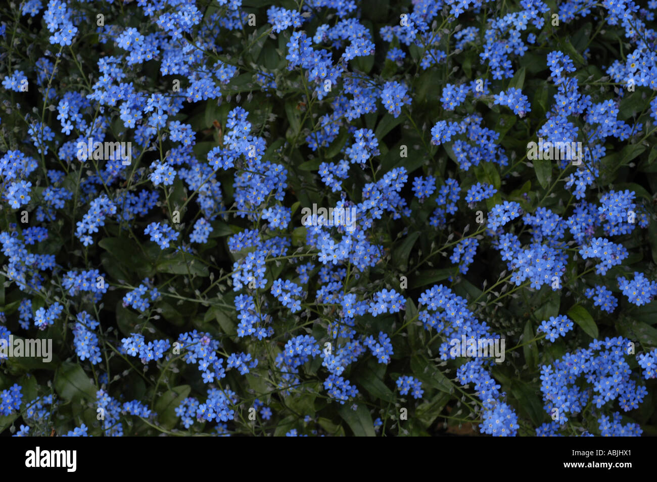 Blue flowers of field forget me not plant Boraginaceae Myosotis arvensis Stock Photo