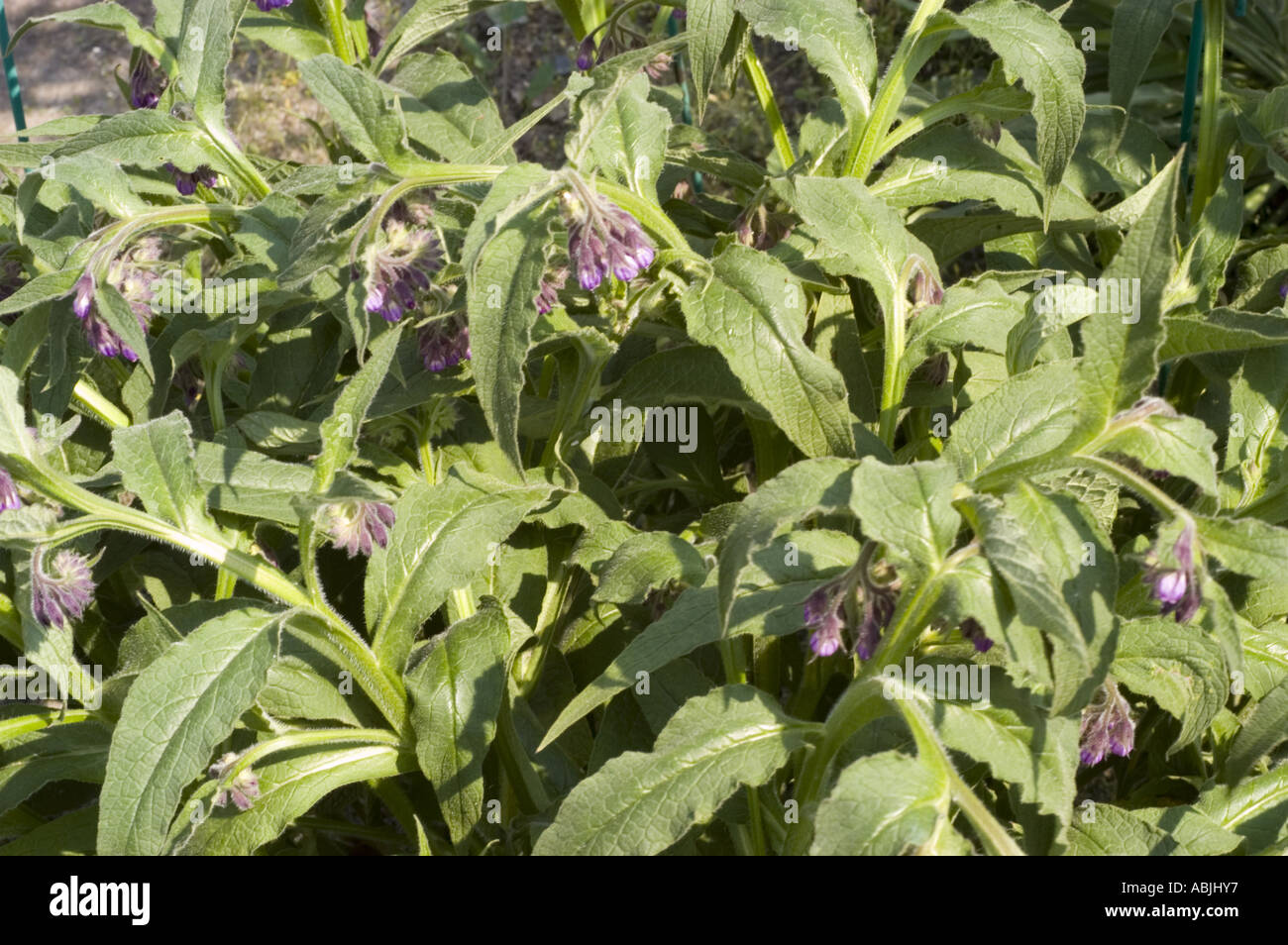 Comfrey Boraginaceae Symphytum officinale Stock Photo