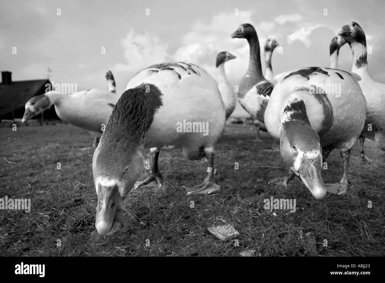 Goose walk Black and White Stock Photos & Images Alamy
