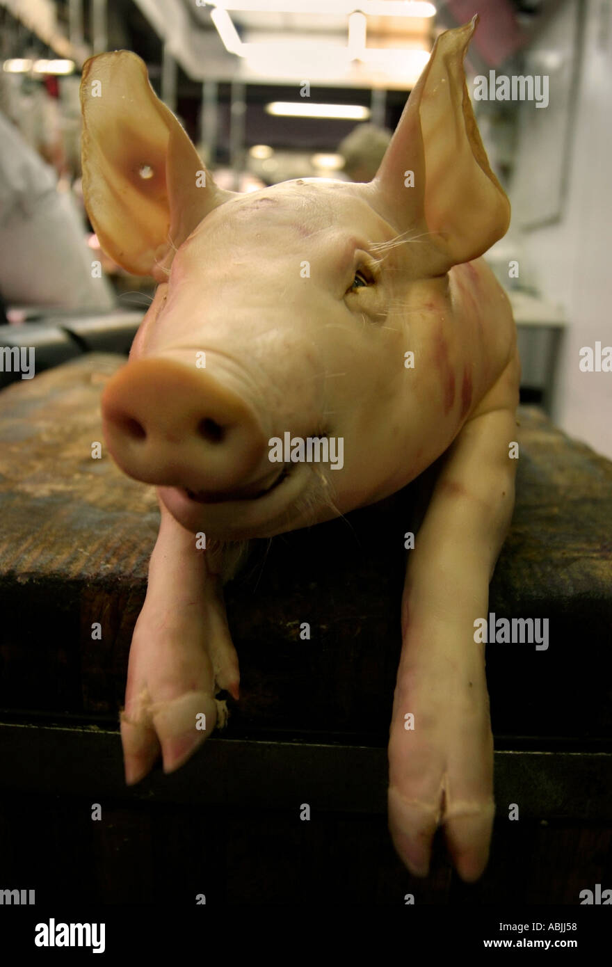 pig Stock Photo