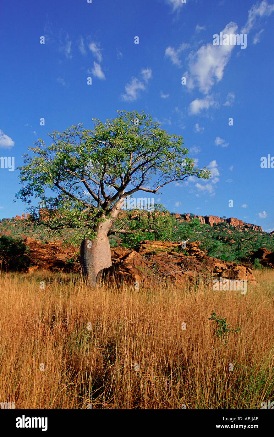 Boab Tree Adansonia gregorii at sunset along the Savannah Way Northern ...
