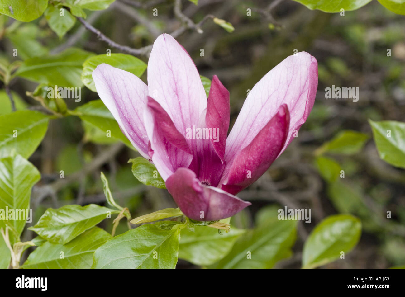 Purple magnolia flowers from tulip tree or tulip bush Magnoliaceae Magnolia liliflora Stock Photo