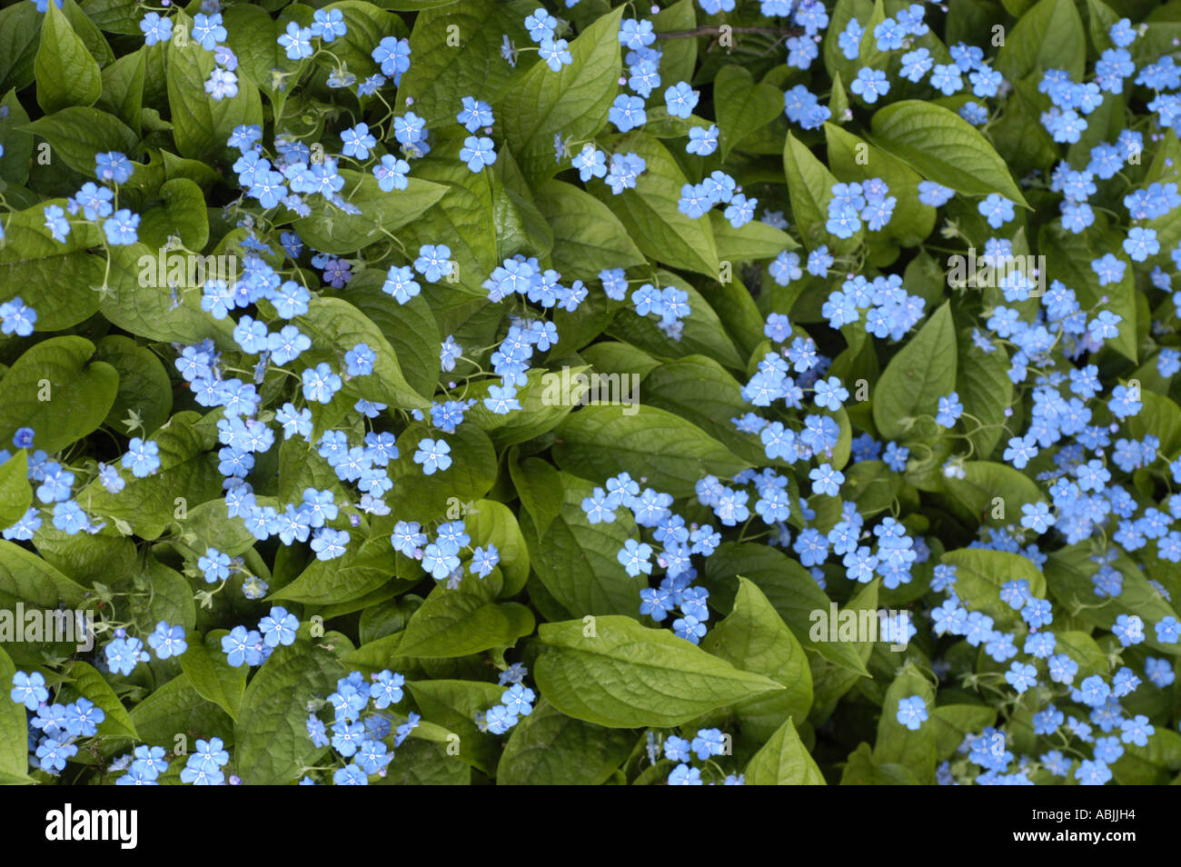 Pale blue flowers of Boraginaceae Omphalodes verna Stock Photo