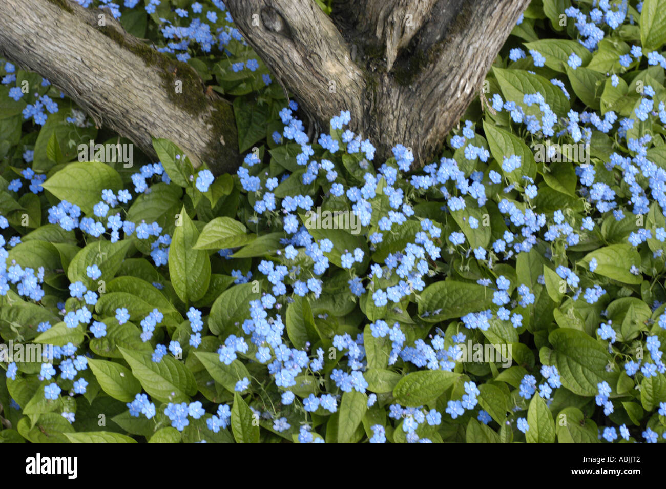 Pale blue flowers of Boraginaceae Omphalodes verna Stock Photo