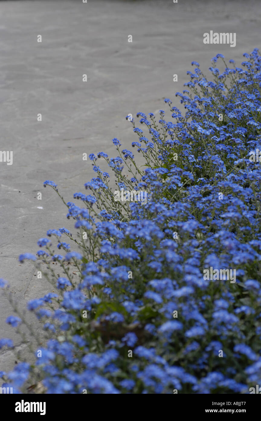 Blue flowers of Alaska state plant field forget me not plant Boraginaceae Myosotis arvensis Stock Photo
