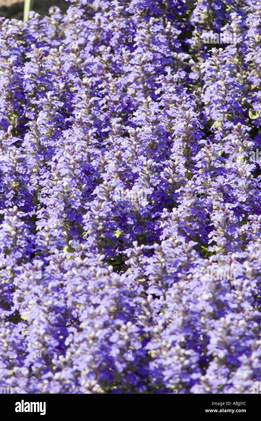 Carpet of violet flowers of Lamiaceae Ajuga reptans Veriegata Stock Photo