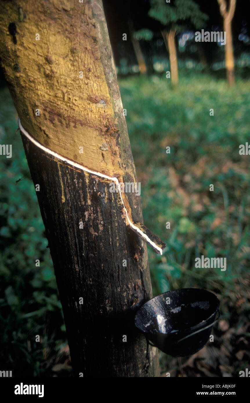 Firestone Rubber Plantation the sap from the rubber trees is collected