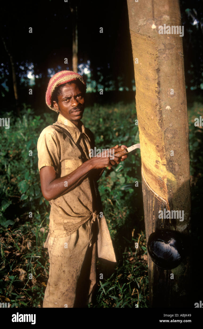 Firestone Rubber Plantation the sap from the rubber trees is collected