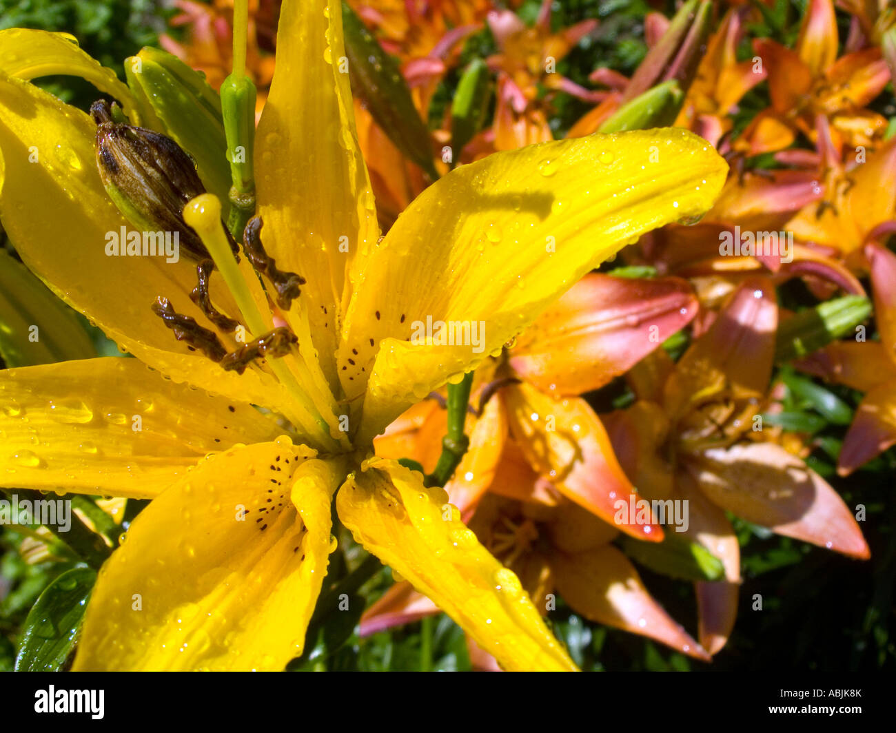 Lilies in a community garden in NYC Stock Photo Alamy