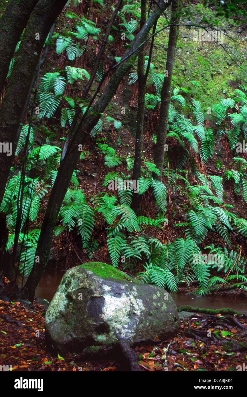 Ferns grows in a laurel forest in Garajonay National Park, La Gomera, Canary Islands, Spain Stock Photo