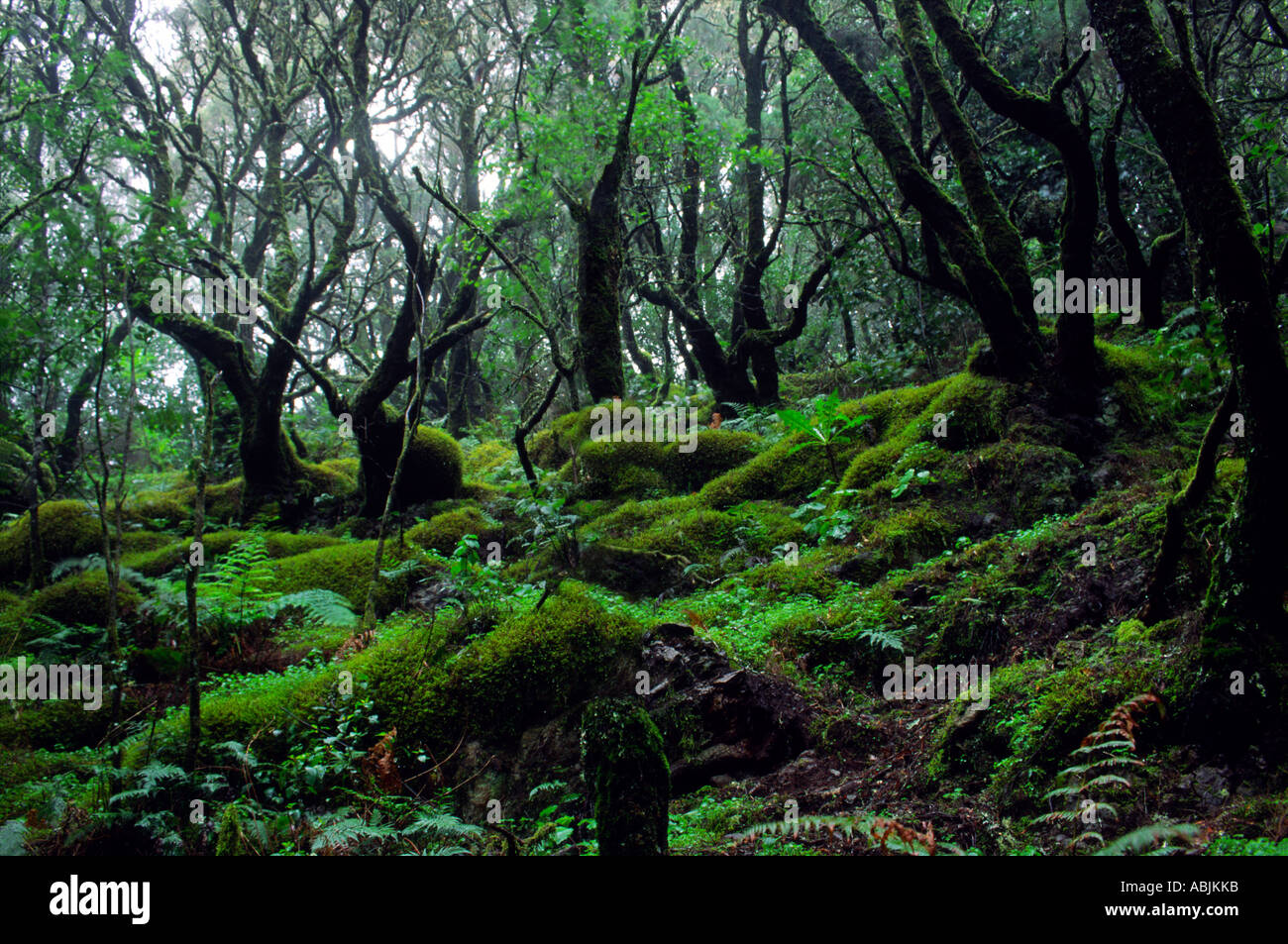 Laurel forest in Garajonay National Park, La Gomera, Canary Islands, Spain Stock Photo